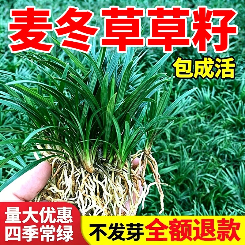 麦冬草草籽日本矮麦冬草玉龙草细长叶庭院绿化四季青耐寒草皮种子图片