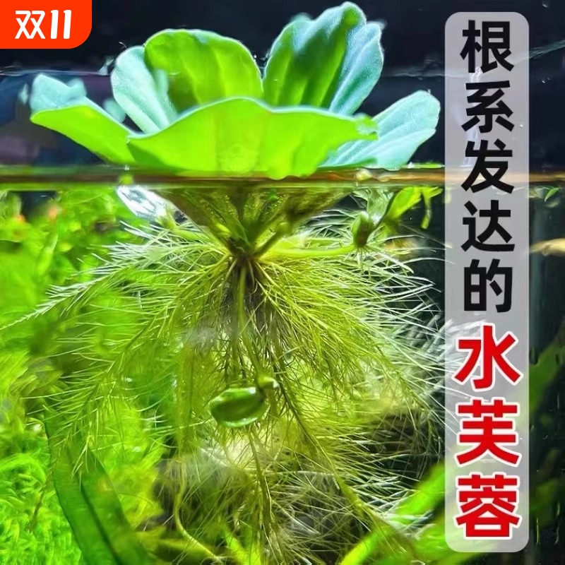 浮萍水草古法缸养鱼鱼缸净化水质