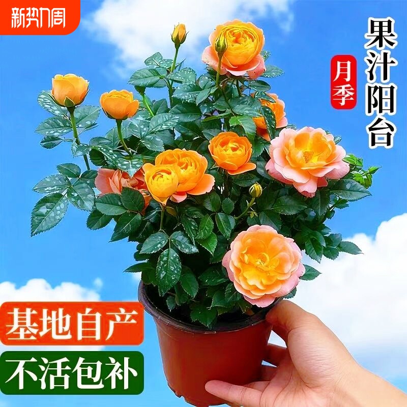 果汁阳台月季花花卉室内四季开花特大盆栽玫瑰灌木树苗玫瑰花植物