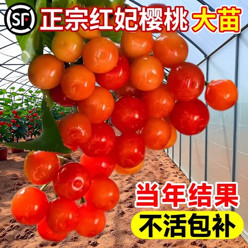 【当年结果不活包赔】樱桃树苗