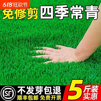 高羊茅草坪草籽种子四季常青绿化地毯草黑麦草护坡草皮种子草种籽