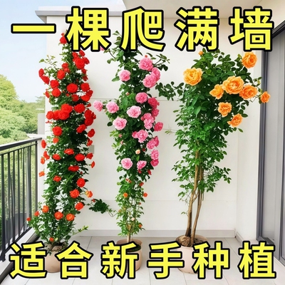 藤本月季特大花苗浓香庭院蔷薇爬藤植物花卉盆栽多季开花阳台小苗