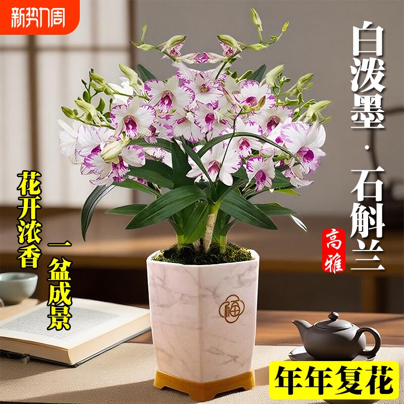 白泼墨秋石斛兰花苗带花剑室内水培绿植盆栽花卉开花客厅阳台花苞