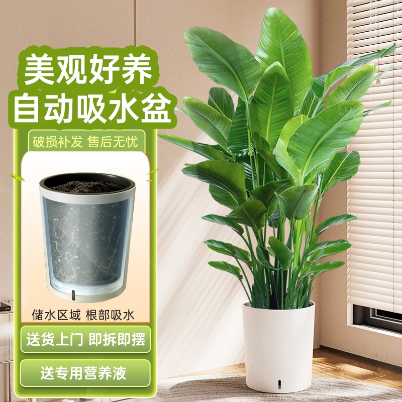 植男植女大型天堂鸟好看好养