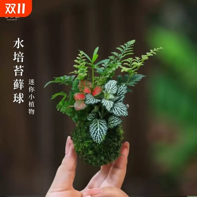 水培植物苔藓球植物发财树六月雪文竹苔藓绿植室内盆栽蕨类微景观