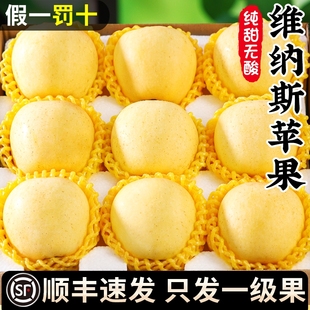 包邮 正宗维纳斯黄金苹果山东烟台新鲜当季 水果奶油金帅冰糖心顺丰