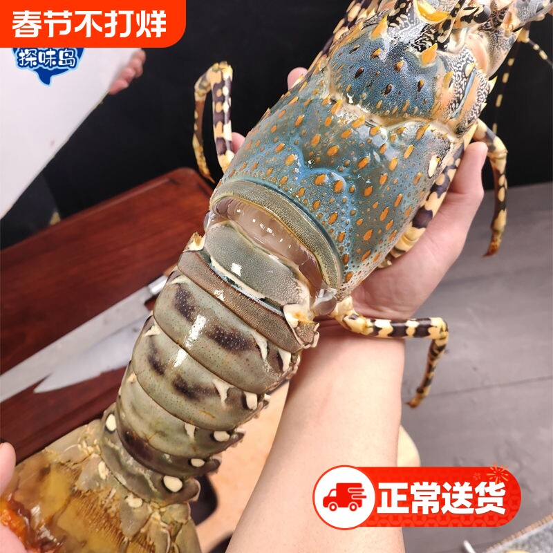 探味岛【顺丰包邮】福建新鲜大花龙鲜活大青龙澳洲大龙虾冷冻海鲜