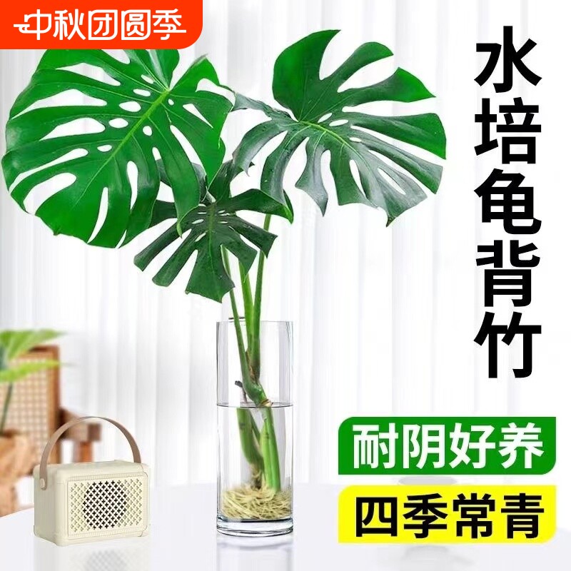龟背竹水培植物盆栽老桩天堂鸟大叶富贵竹室内客厅好养除甲醛绿植图片