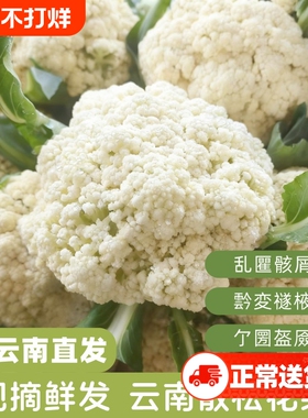 云南松花菜新鲜现摘 农家自种菜花老品种花椰菜花露天云南蔬菜