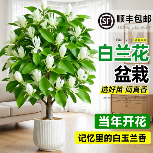 白兰花盆栽老桩玉兰花树苗黄角兰带花苞室内四季开花卉阳台白玉兰