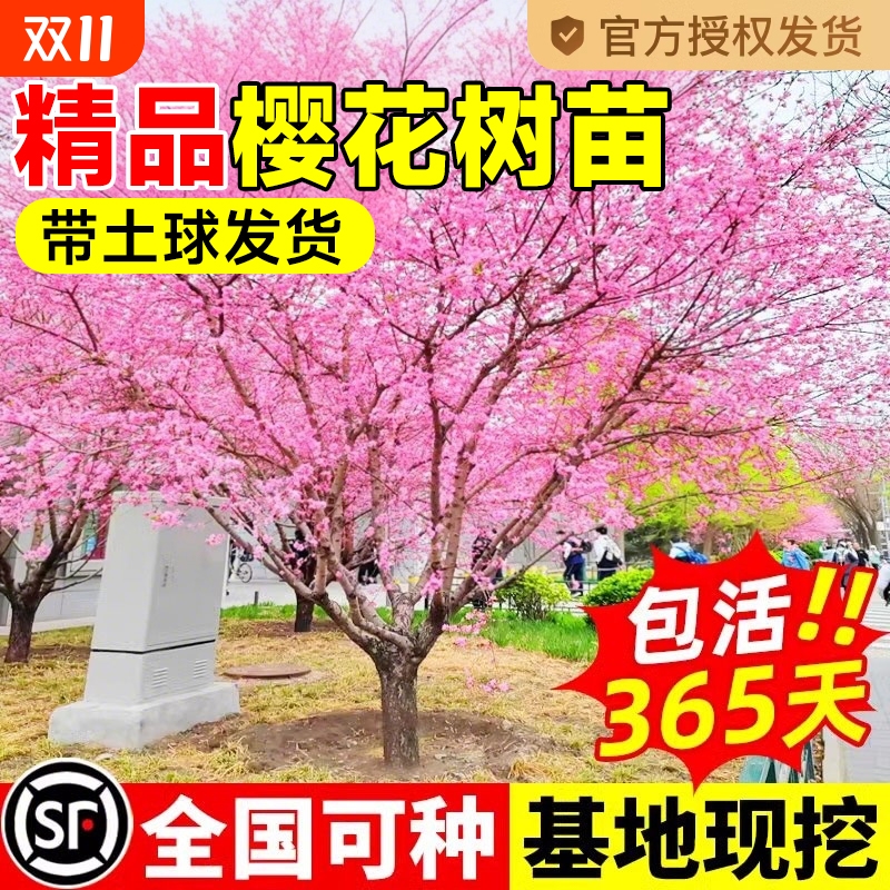日本樱花树苗重瓣室内外阳
