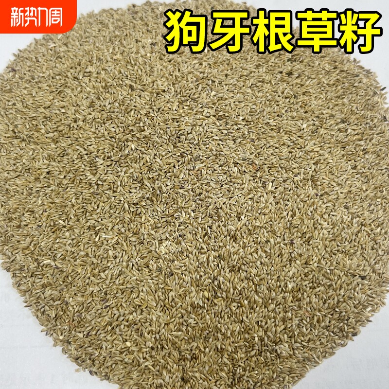 狗牙根草籽四季常青草坪种子耐热旱绿化护坡固土草种籽孑庭院耐寒