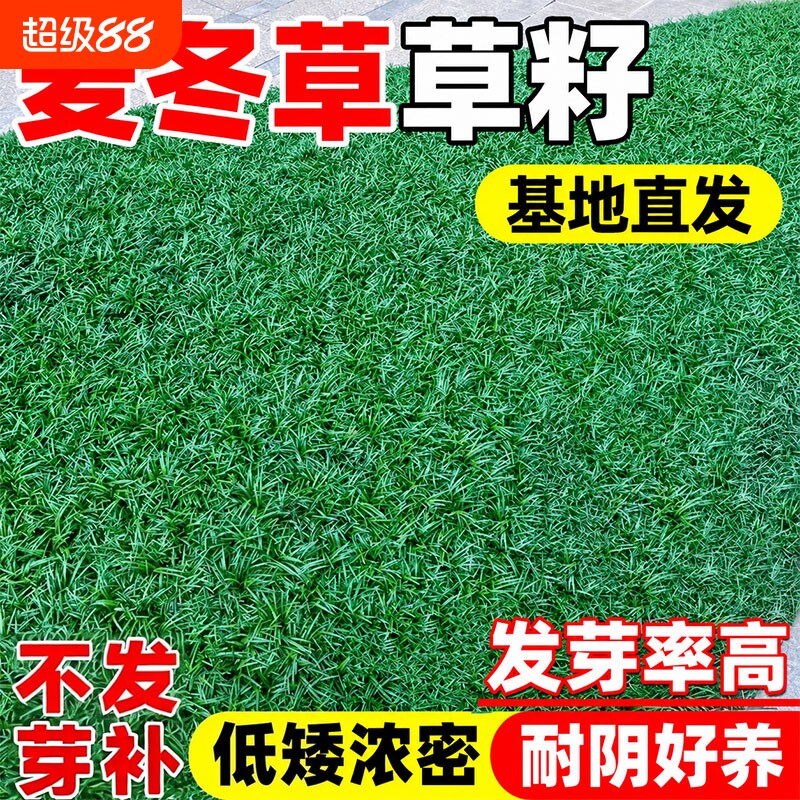 麦冬草草籽玉龙草细长叶庭院绿化四季常青别墅园林绿化草坪草种子图片