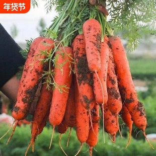 胡萝卜沙地蔬菜脆甜红萝卜包邮现挖现发农家自种新鲜食材营养健康