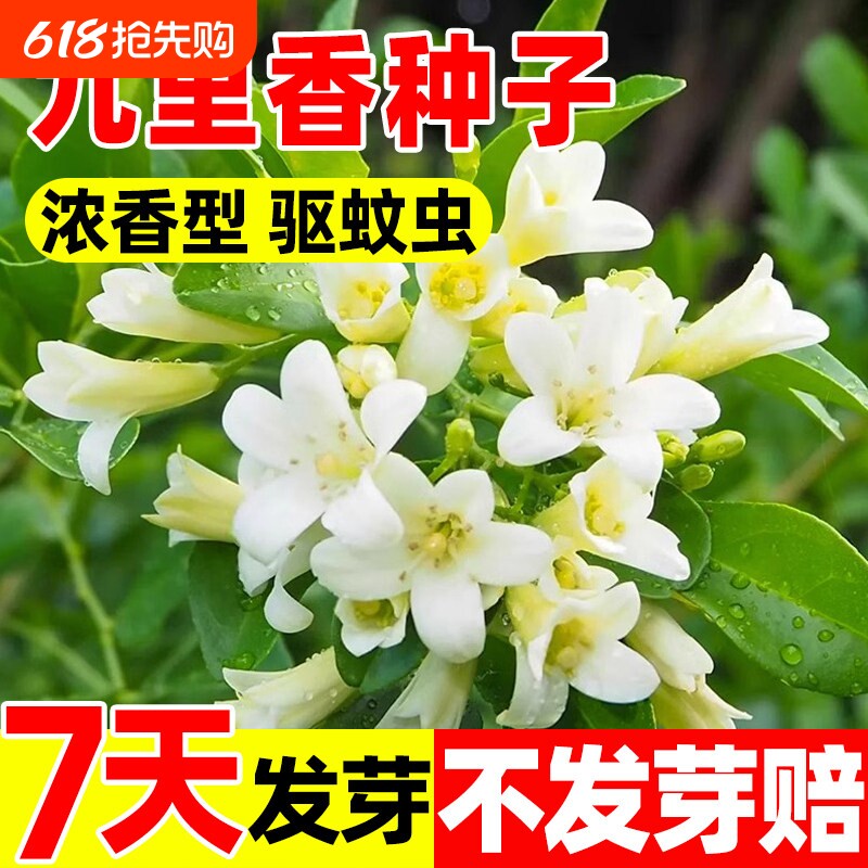 九里香种子当年新采千里香月橘盆栽庭院阳台四季常绿观赏灌木花种