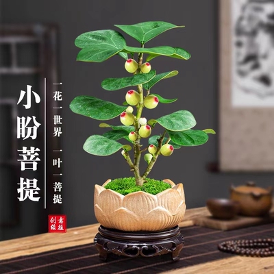 小盼菩提树盆栽禅意摆件发财树盆景办公室内桌面绿植物花卉客厅