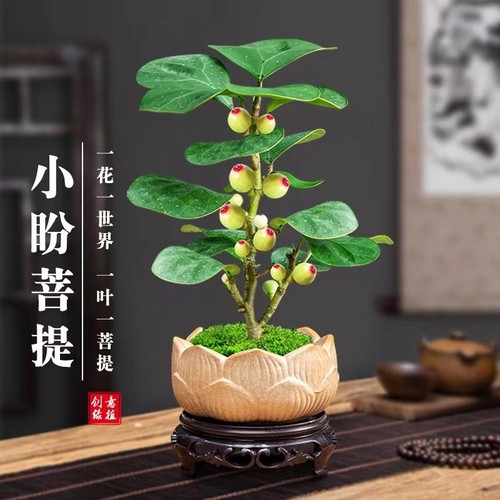 基地直销 新品特惠