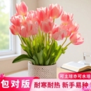 水培郁金香种球可土培阳台耐寒花卉绿植室内盆栽室外地载办公室