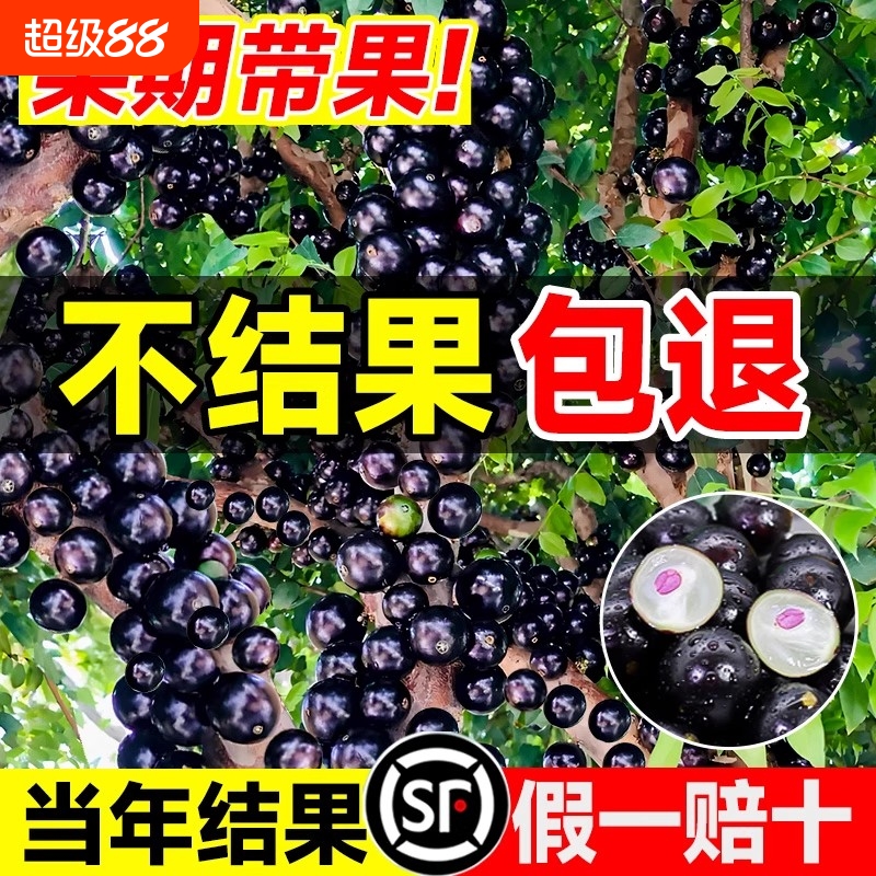正宗四季嘉宝果树葡萄苗果树盆栽