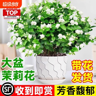 茉莉花盆栽树苗开花植物虎头茉莉带花苞栀子花室内好养活绿植物