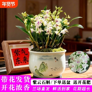 带花香水紫云石斛兰花苗带盆栽好室内好养浓香花卉盆栽送礼年宵花