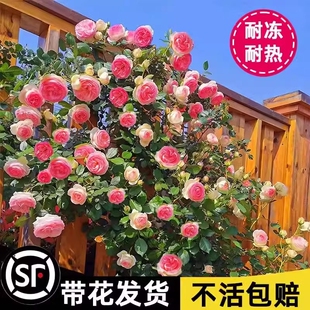 蔷薇花苗藤本月季特大花树庭院爬藤植物阳台花卉玫瑰盆栽四季开花
