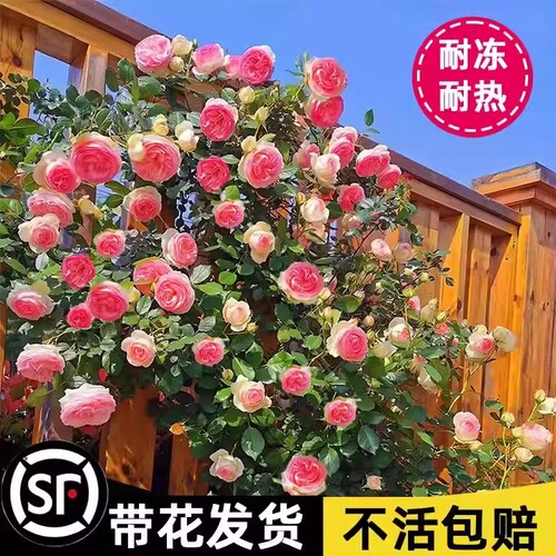 蔷薇花苗藤本月季特大花树庭院爬藤植物阳台花卉玫瑰盆栽四季开花