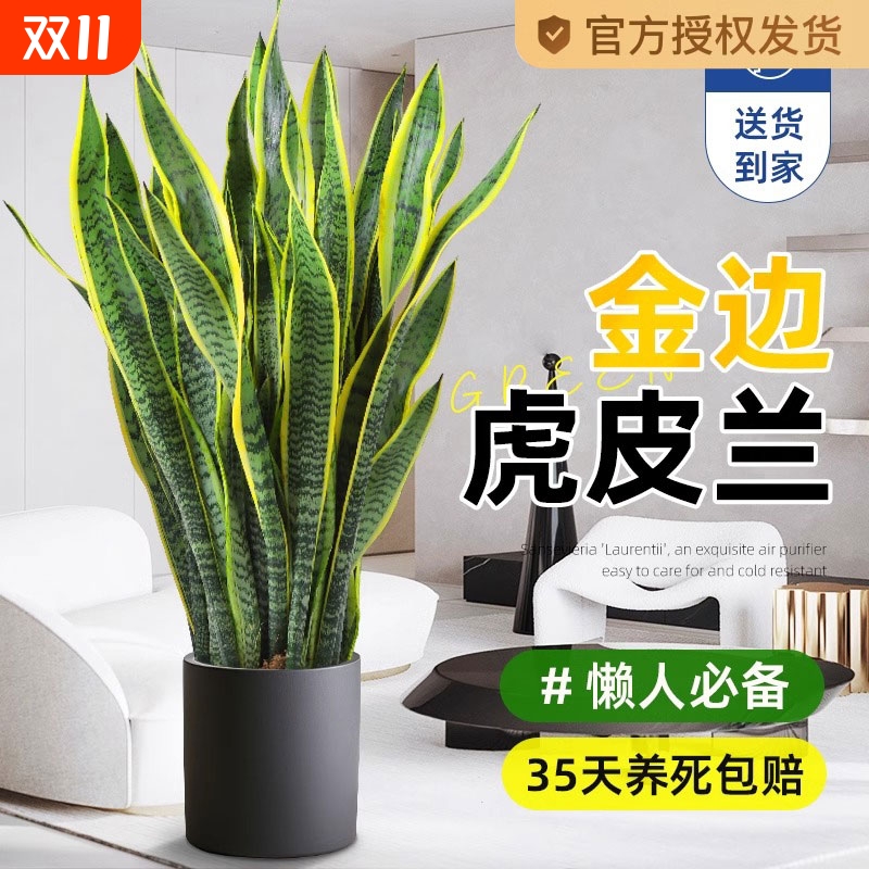 金边虎皮兰绿植客厅沙发旁大盆栽新房吸甲醛室内大型植物办公室花
