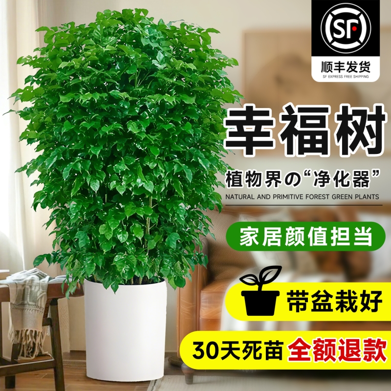 幸福树客厅绿植大型盆栽高级感植物除甲醛室内好养高端大气上档次