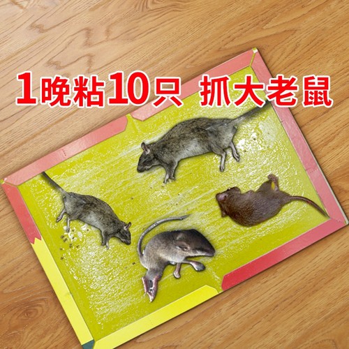 强力粘鼠板捉粘大老鼠抓鼠笼捕鼠