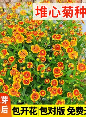 堆心菊种子四季播种庭院观赏花卉