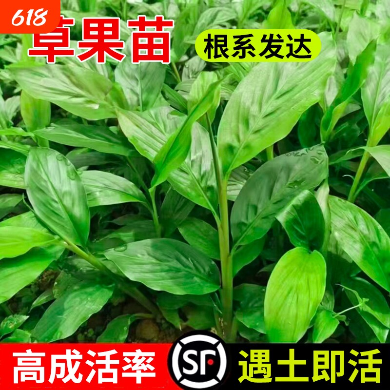 云南草果苗香料草果苗草果叶苗贵州大红草果苗可地栽盆栽现挖现发