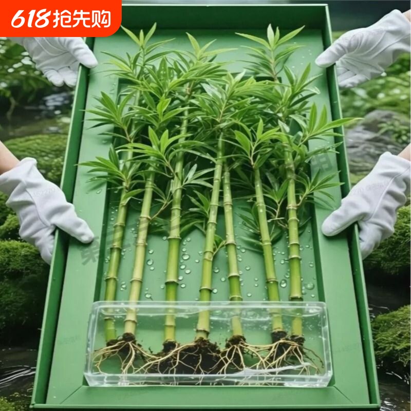 适合驱蚊竹柏盆栽室内客厅绿植净化空气水培好养驱虫精品玻璃瓶