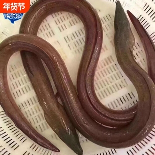 探味岛【顺丰包邮】福建东山海捕大土龙新鲜青鳗活冻杜龙中华须鳗