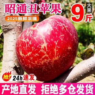 云南昭通市丑苹果水果当季10斤富士糖心苹果红露绍通包邮整箱好吃