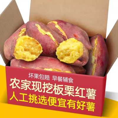 正宗农家现挖板栗黄薯