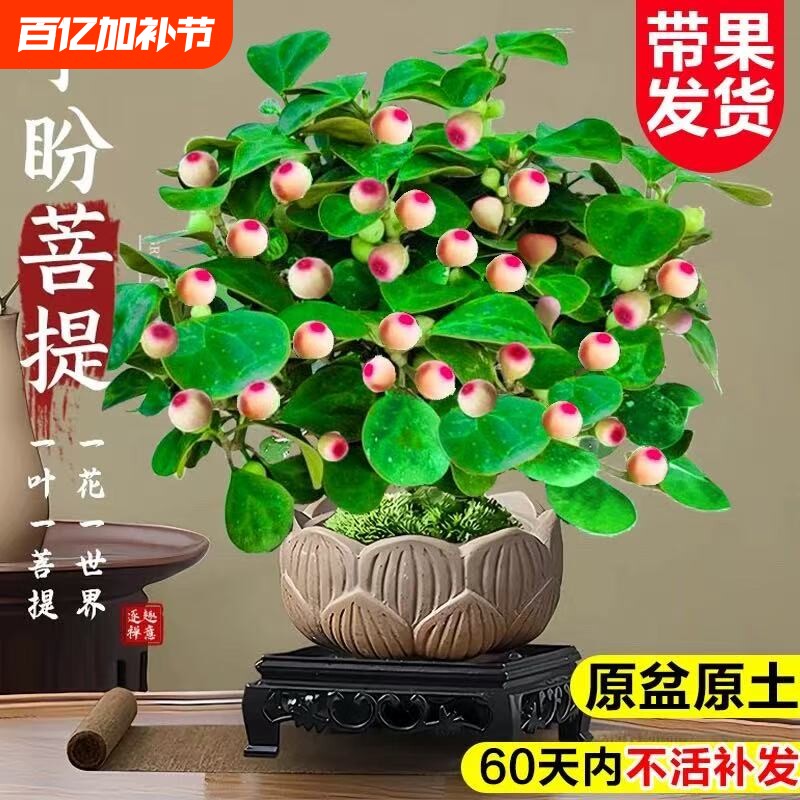小盼菩提树盆栽带果办公室桌面绿植室内小盆景四季客厅办公桌造型