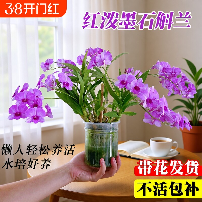 带花苞红泼墨石斛兰花苗室内水培苔藓球好养花卉绿植盆栽粉黛客厅