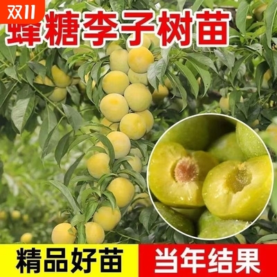 蜂糖李子树苗特大青脆李半边红