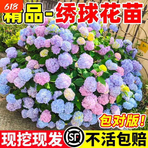 绣球花苗无尽夏庭院阳台地栽老桩花卉花园绿植物绣球花盆栽带花苞