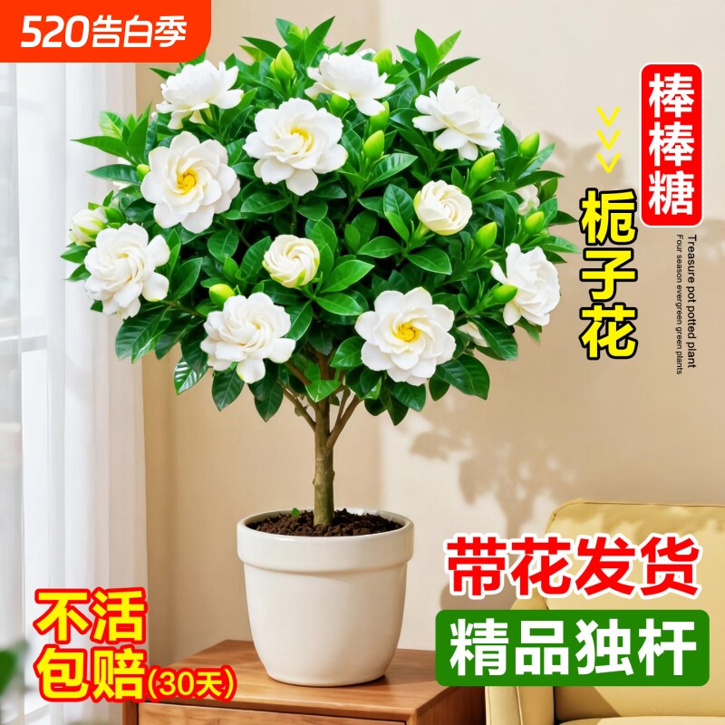 独杆栀子花盆栽带花苞室内阳台鲜花棒棒糖花苗四季开花浓香型花卉