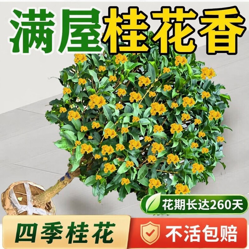 四季桂花树苗盆栽|超3.4万次加购图片