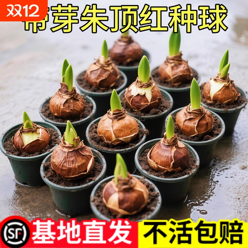 朱顶红盆栽带花苞进口花卉植物阿弗雷特大球四季开花好养重瓣室内