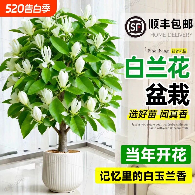 白兰花盆栽老桩玉兰花树苗黄角兰带花苞室内庭院浓香型四季开花卉
