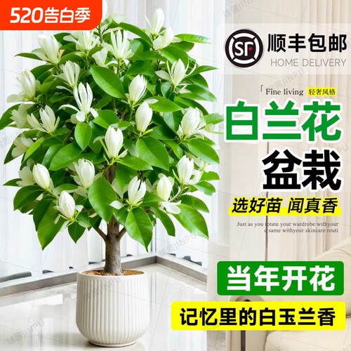 白兰花盆栽老桩玉兰花树苗黄角兰带花苞室内庭院浓香型四季开花卉
