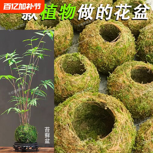 苔玉苔藓球苔藓花器石斛种植盆微景观盆栽趣味家居装饰植物创意