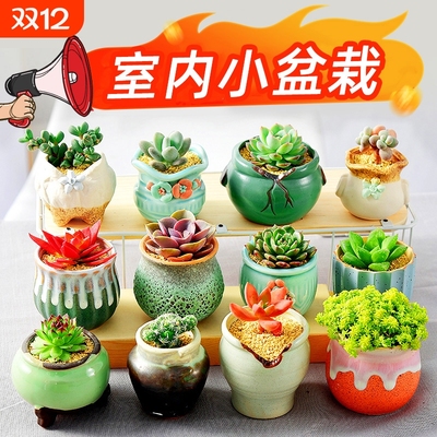 多肉植物室内组合|超2000次加购