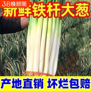 山东大葱章丘大葱新鲜铁杆长葱正宗脆甜香葱头当季蔬菜湿蒜