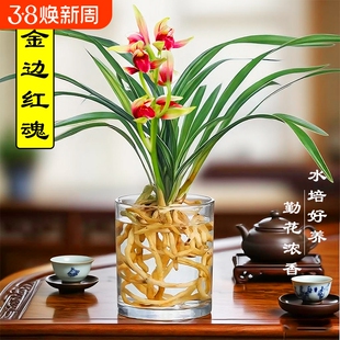 水培植物金边兰花苗红魂建兰夏带花好养室内浓香苔藓球盆栽客厅