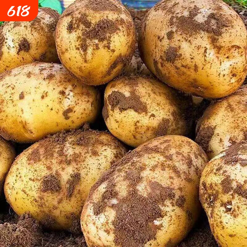 贵州特产威宁黄心米拉洋芋土豆新鲜高山老品种黄皮马铃薯十斤
